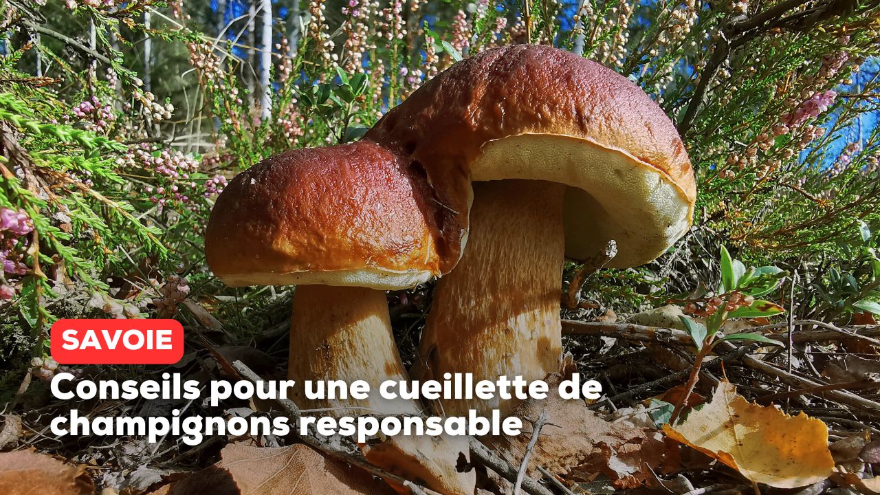 Savoie Conseils pour une cueillette de champignons responsable — free download
